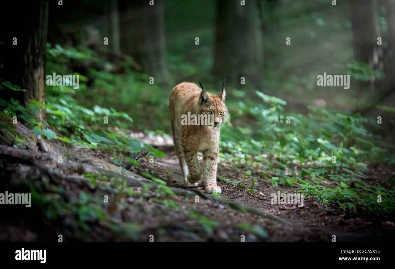 Lynx guarda con occhi predatori dal rifugio, nascosto nella foresta mentre cammina, a caccia lungo la strada attraverso la foresta. Foto Stock