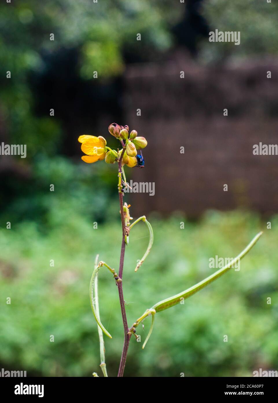 Una mosca appollaiata su una piantina che cresce nel selvaggio. Foto Stock