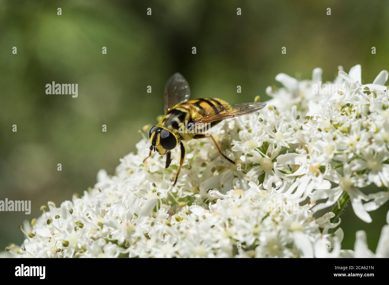 Batman Hoverfly a riposo (Myathropa floriea) Foto Stock