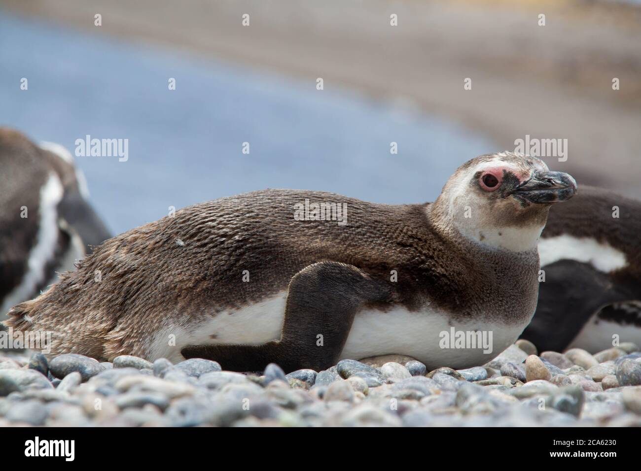 I capretti Penguin Foto Stock