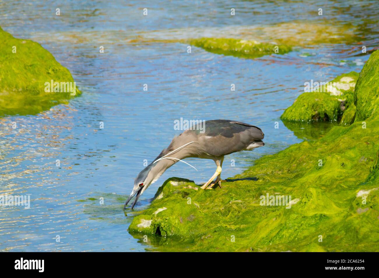 black-coroned notte-airone, caccia Foto Stock