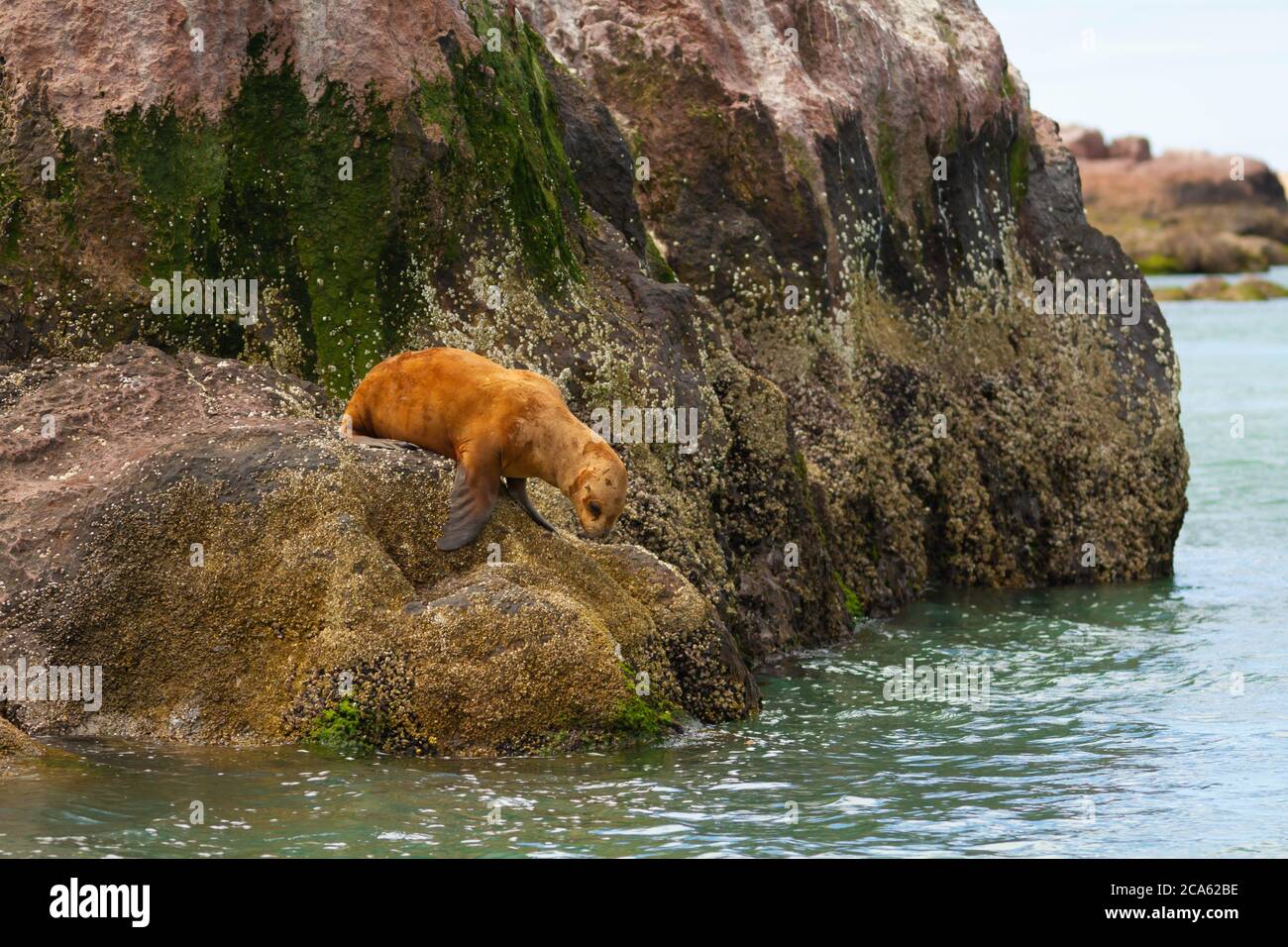 Leone di mare femminile che entra nel mare. Foto Stock