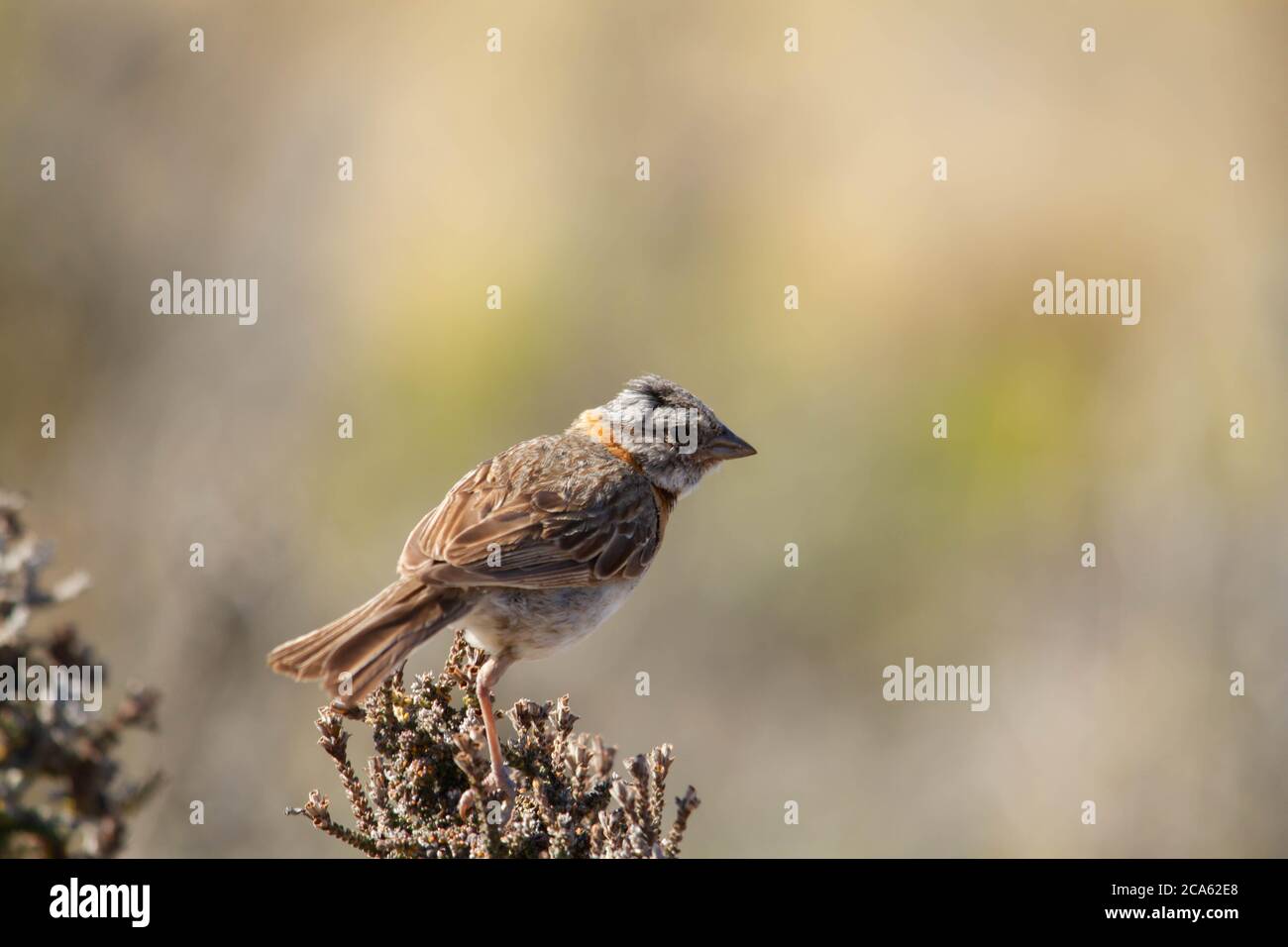 Passera rubius-colato appollaiato su un ramo di cespuglio Foto Stock