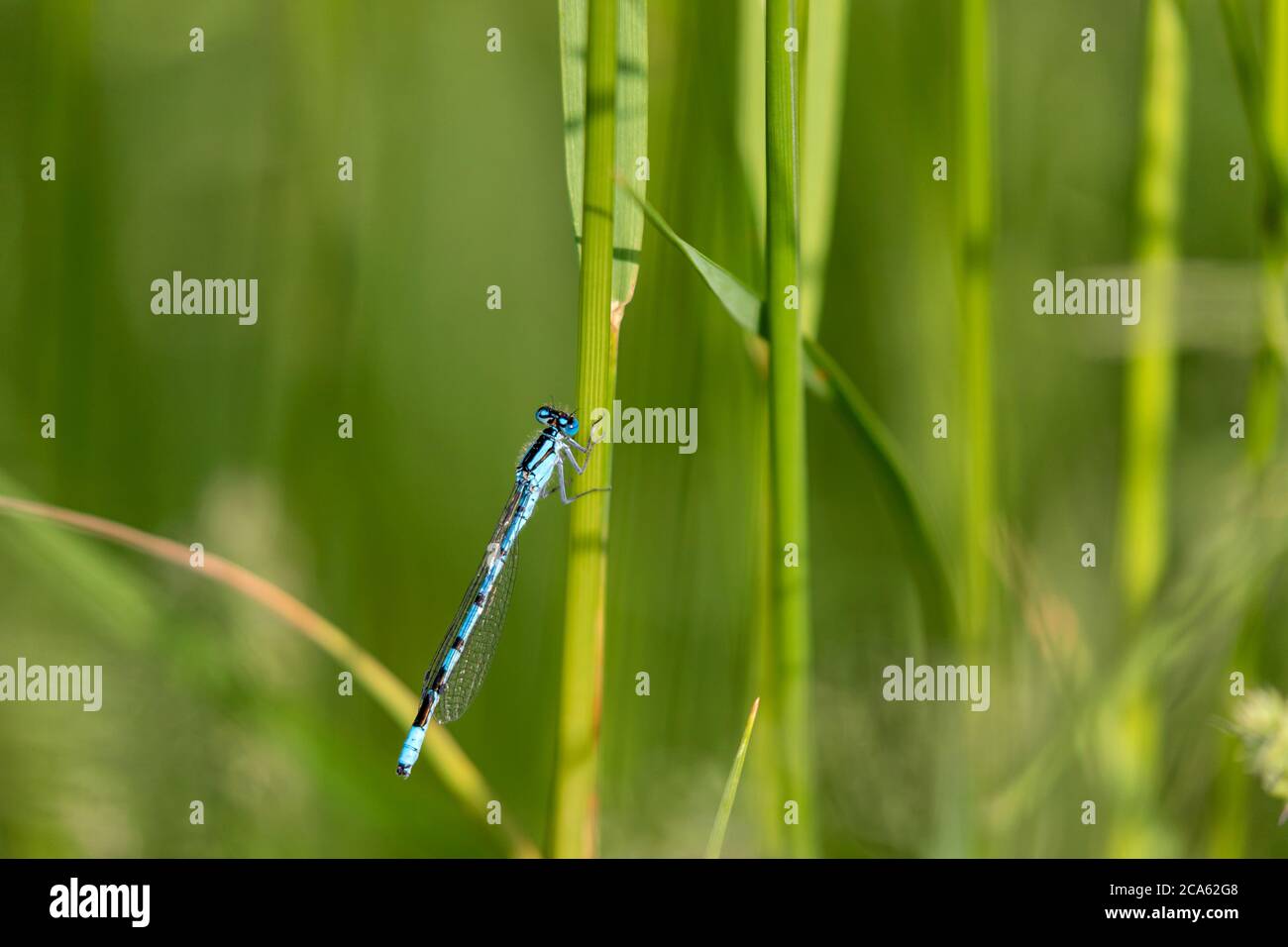 Comune damselfly blu (Enallagma cyathigerum) Foto Stock