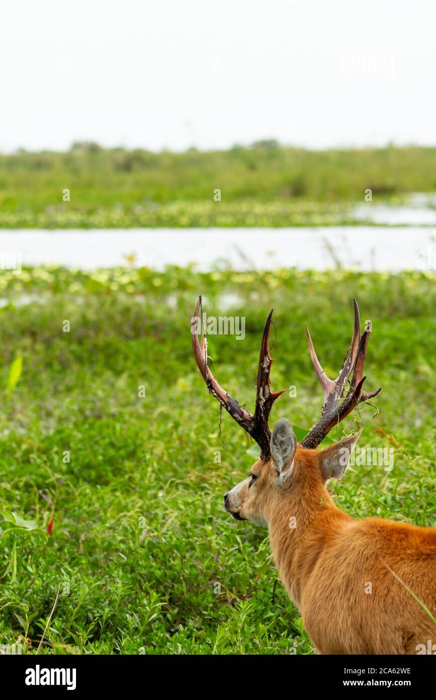 Cervo di Marsh, Blastocerus dichotomus, in Esteros del Ibera, Argentina Foto Stock