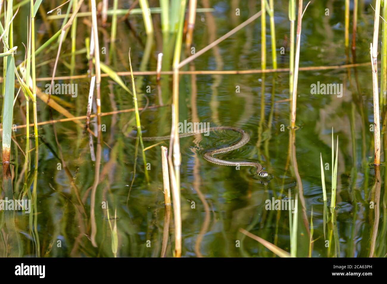 Serpente d'erba (Natrix natrix) sull'acqua Foto Stock