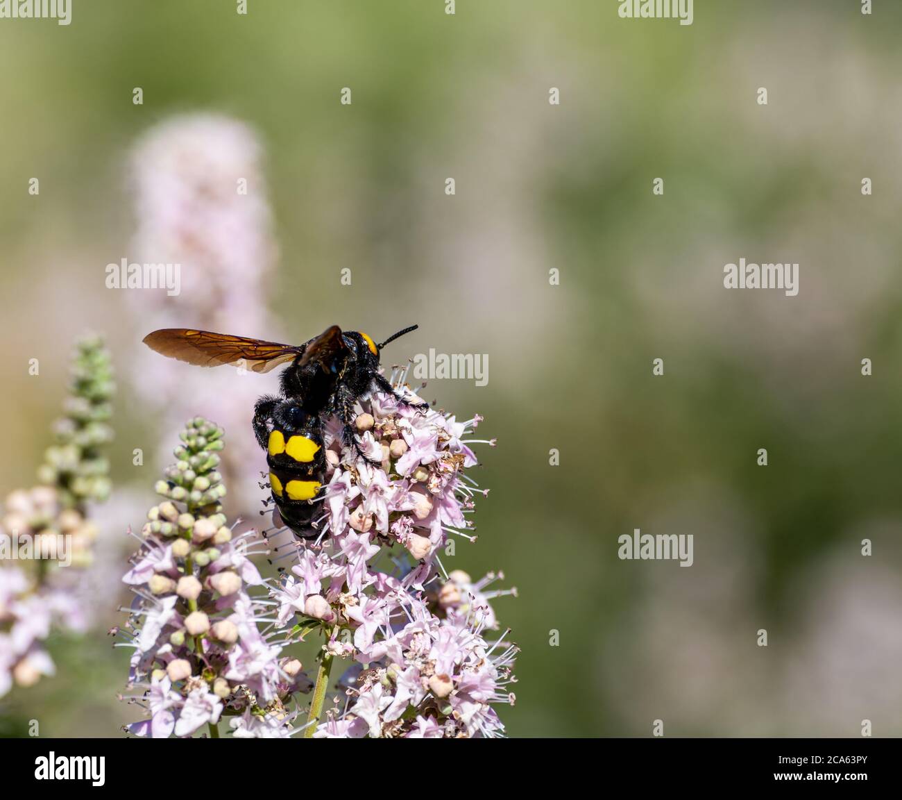 Enorme calabrone femminile (Scolia flavifrons), con le sue caratteristiche macchie gialle, tra fiori di lavanda Foto Stock