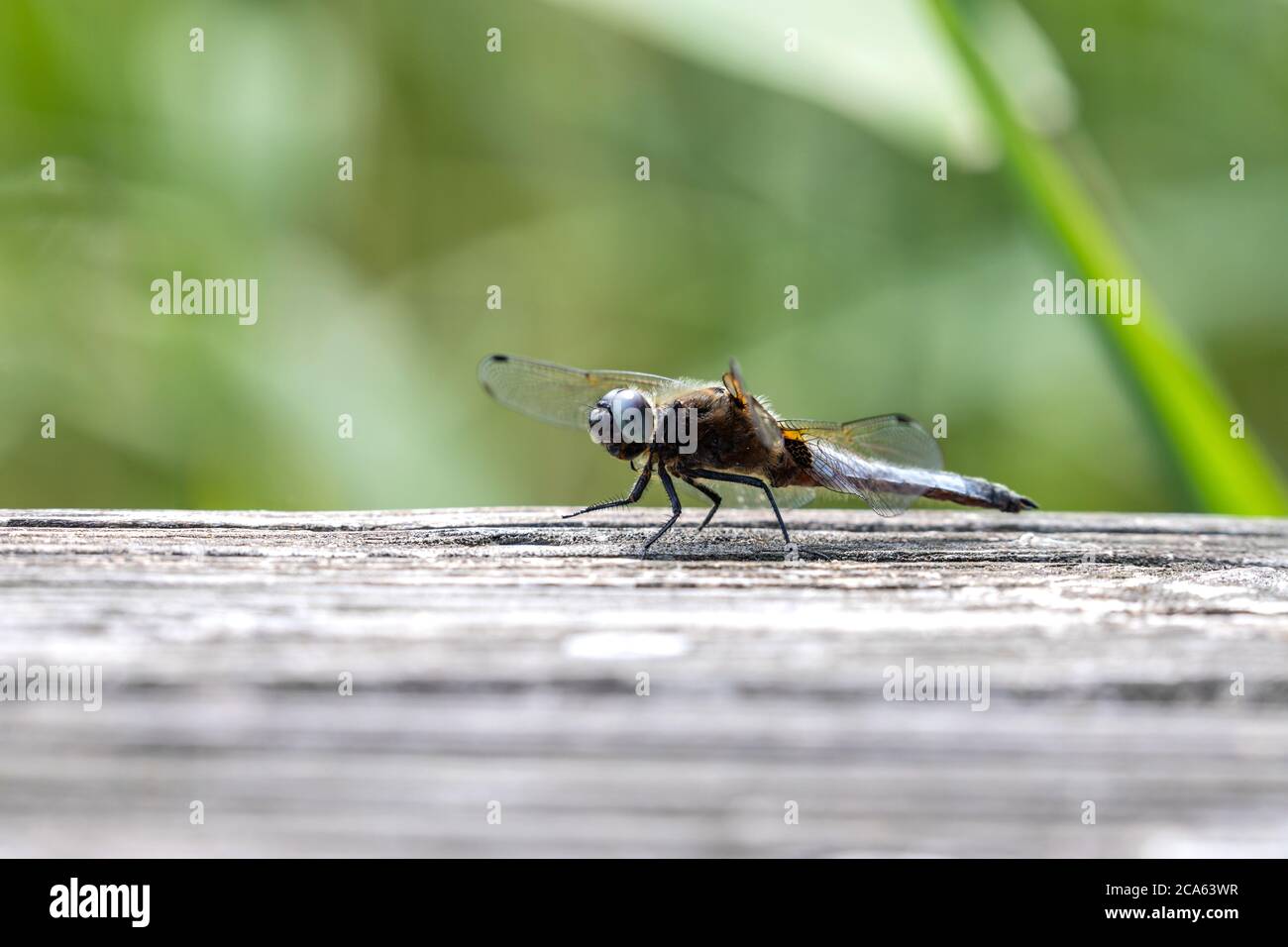 Scarpata (Libellula fulva) su una tavola di legno Foto Stock