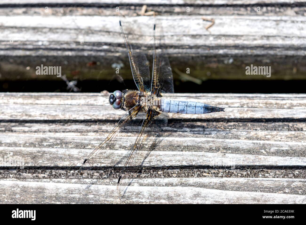 Scarpata (Libellula fulva) su una tavola di legno Foto Stock