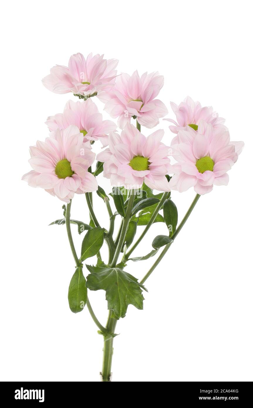 Fiori rosa pastello di crisantemo e fogliame isolati contro la fioritura bianca, rosa, rosa pastello, Foto Stock