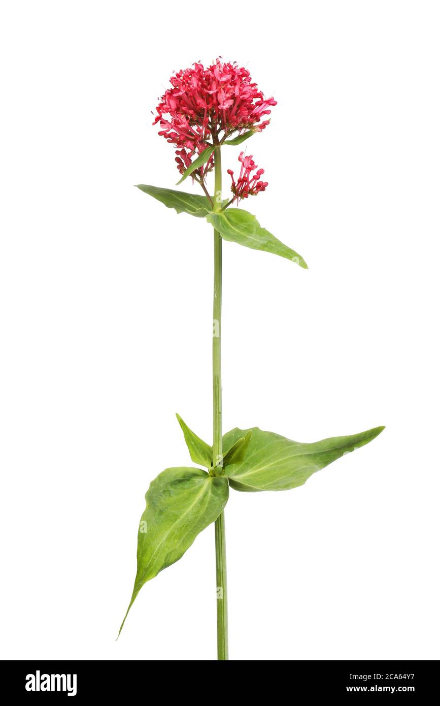 Rosso valeriano, centanthus ruber, fiore e fogliame isolato contro bianco Foto Stock