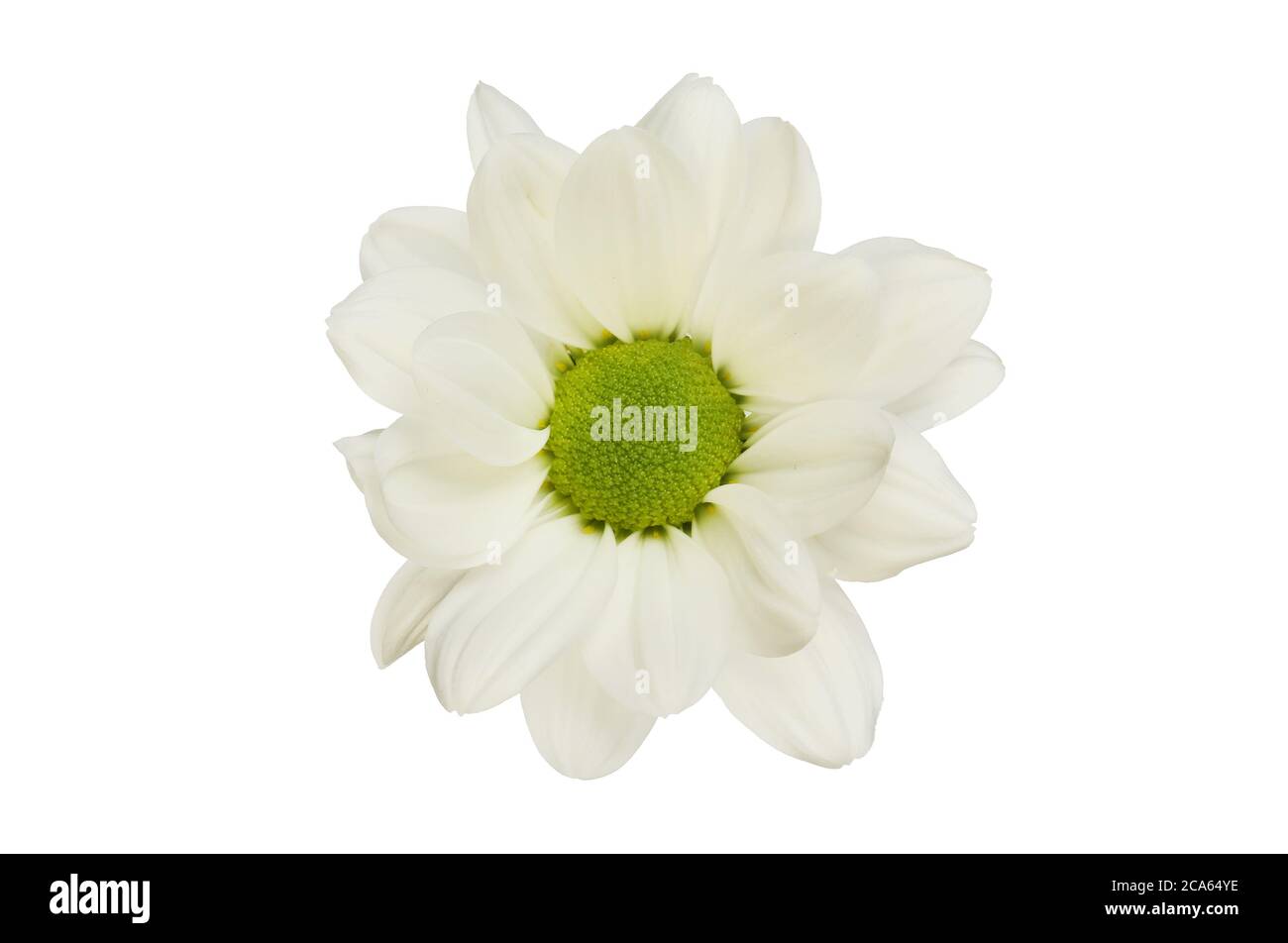 Singolo fiore bianco di crisantemo isolato contro il bianco Foto Stock