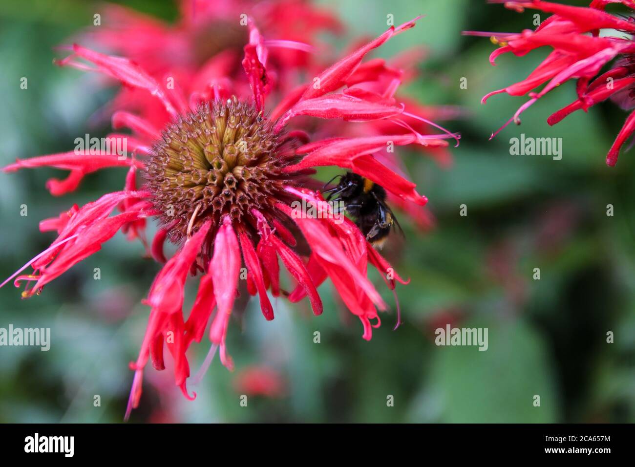 Monarda Cambridge Scarlet in Yorkshire Garden agosto 2020 Foto Stock