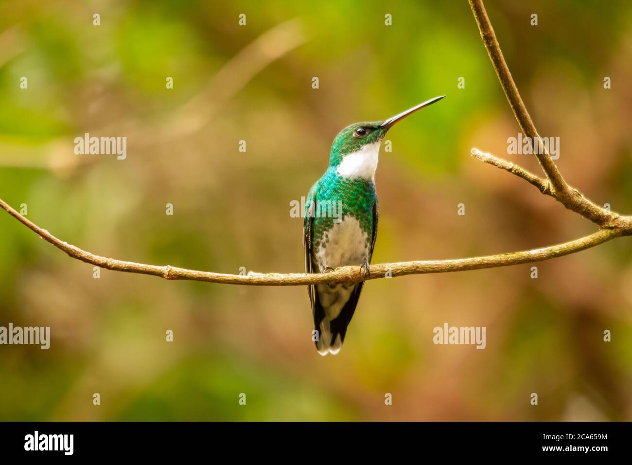 colibrì dalla gola bianca appollaiato su un ramo Foto Stock