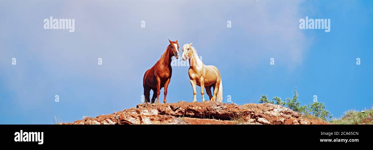 Due cavalli che si erono sul bordo della scogliera, Wyoming, Stati Uniti Foto Stock