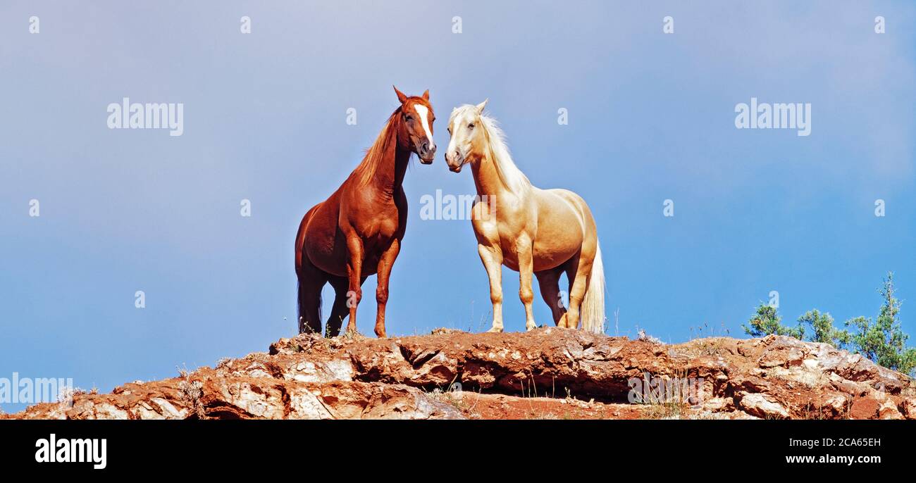 Due cavalli che si erono sul bordo della scogliera, Wyoming, Stati Uniti Foto Stock