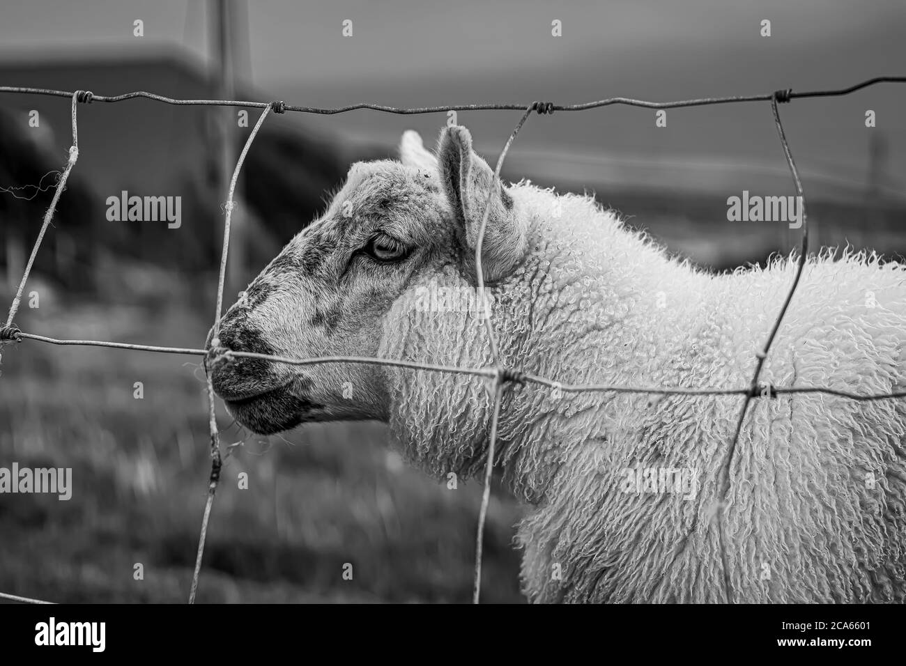 Pecore guarda in lontananza sulla fattoria irlandese Foto Stock