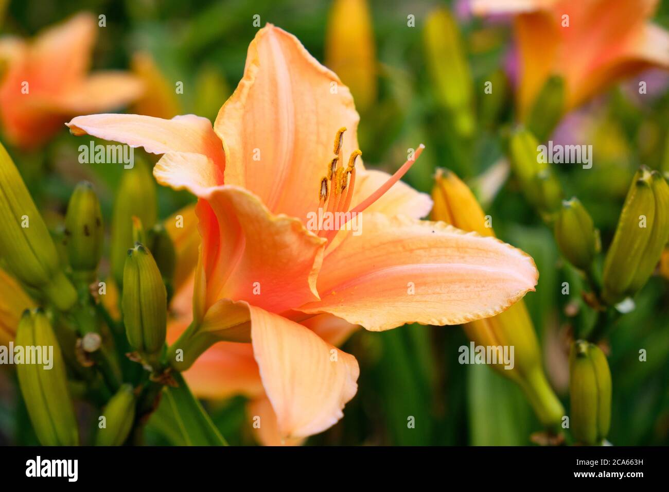 'Sombrero Way' Giglio giorno (hemerocallis Hybrida) in piena fioritura estiva Foto Stock