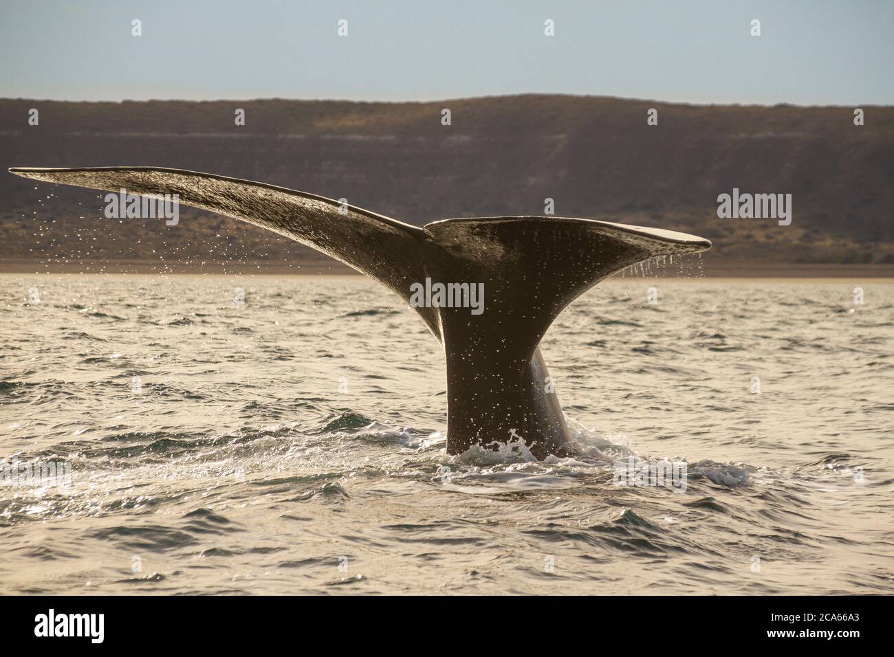 Coda della balena destra meridionale a Puerto Piramides, Peninsula Valdes, Patagonia, Argentina Foto Stock