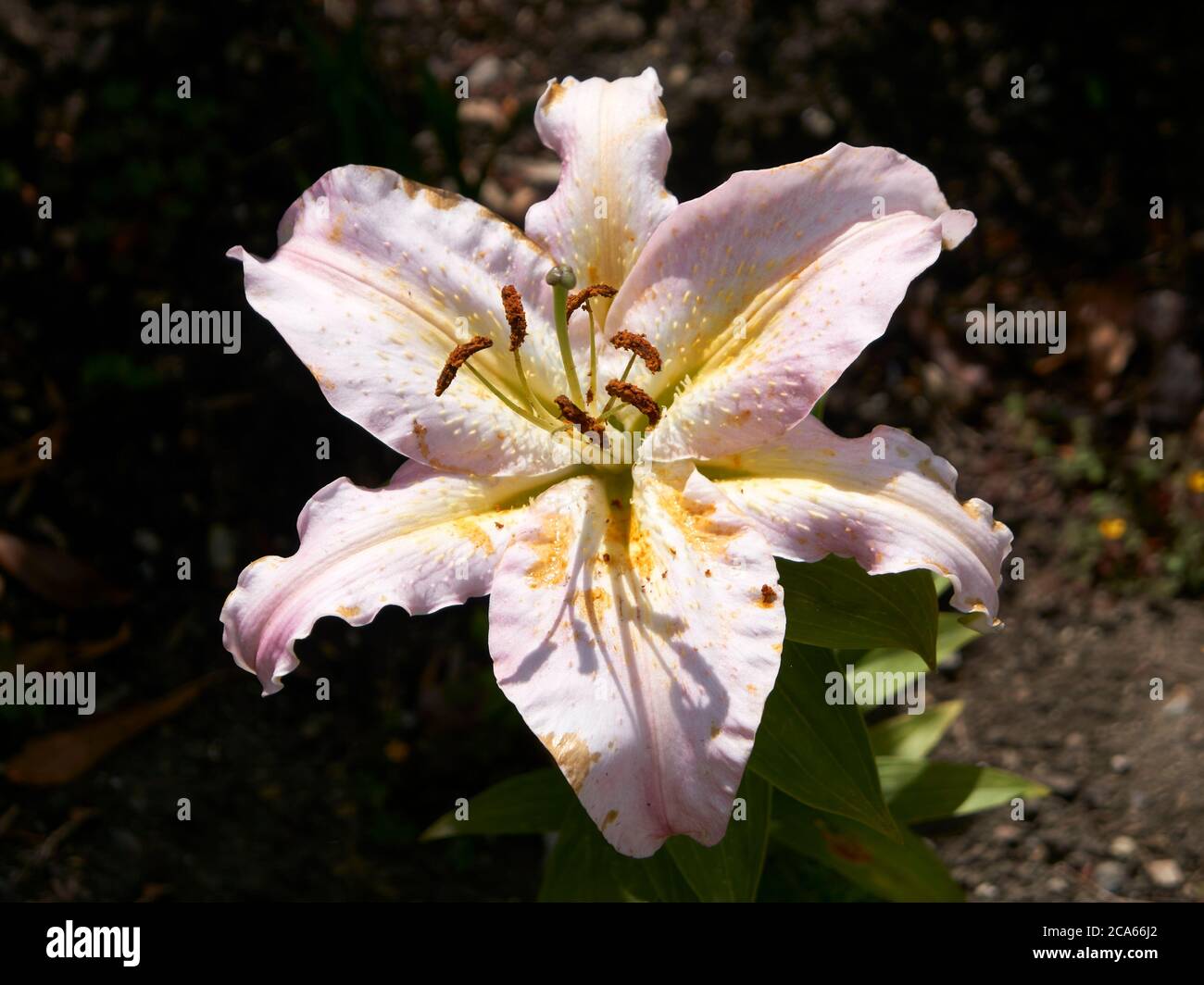 Primo piano di un grande giglio orientale, varietà Lilium, Vancouver, BC, Canada Foto Stock