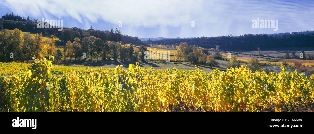 Vista del vigneto di Zenith, Amity, Willamette Valley, Oregon, Stati Uniti Foto Stock