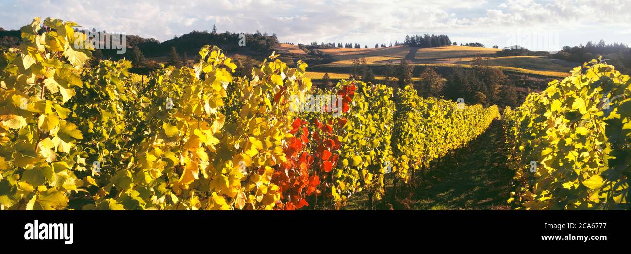 Vista di Zenith Vineyard, Amity, Oregon, Stati Uniti Foto Stock