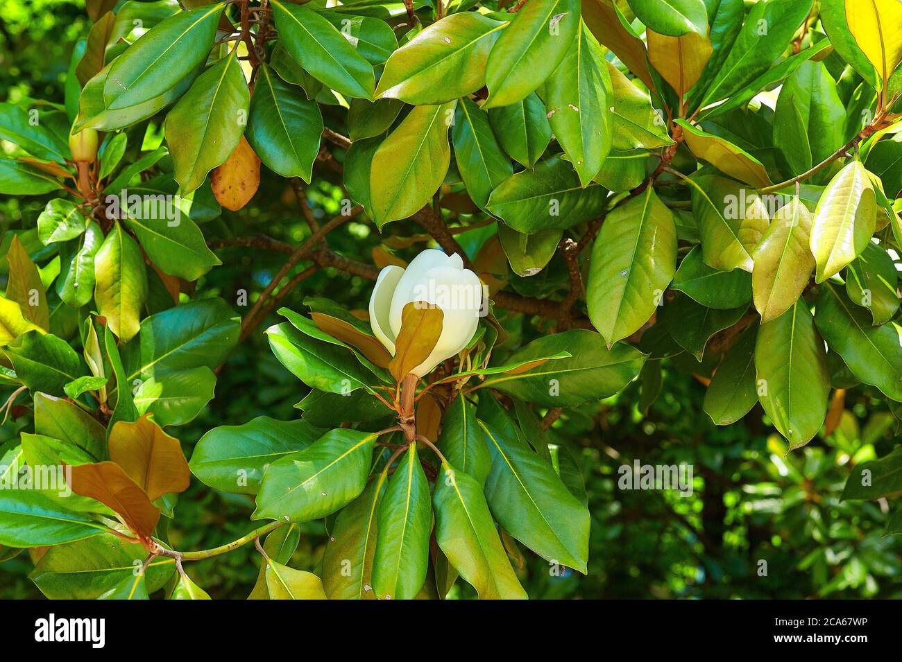 bianco fiore bello su albero verde Foto Stock