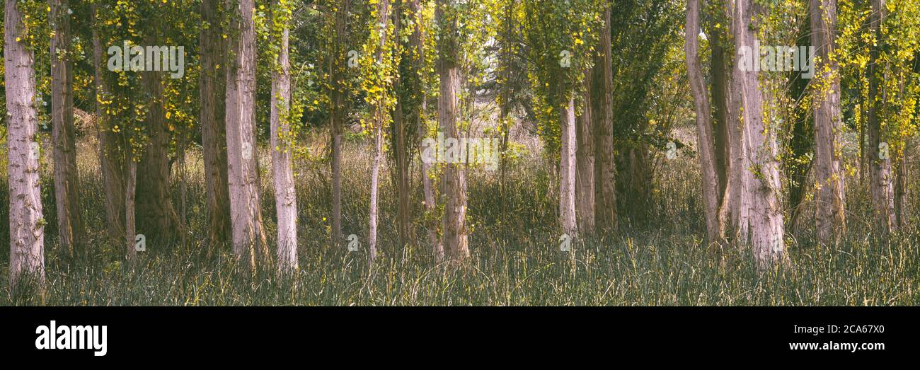 Vista di Cottonwood (Populus trichocarpa), Kai Tai Lagoon Nature Park, Port Townsend, Washington, Stati Uniti Foto Stock