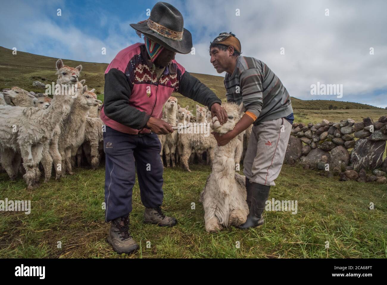 Gli uomini di Quechua nel Perù meridionale si occupano di una mandria di Alpaca, somministrando una dose orale di medicinale per mantenerli sani. Foto Stock