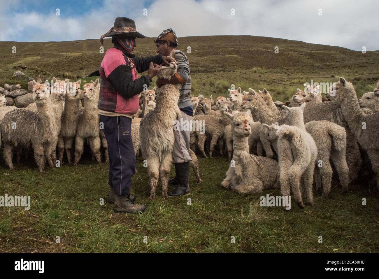 Gli uomini di Quechua nel Perù meridionale si occupano di una mandria di Alpaca, somministrando una dose orale di medicinale per mantenerli sani. Foto Stock