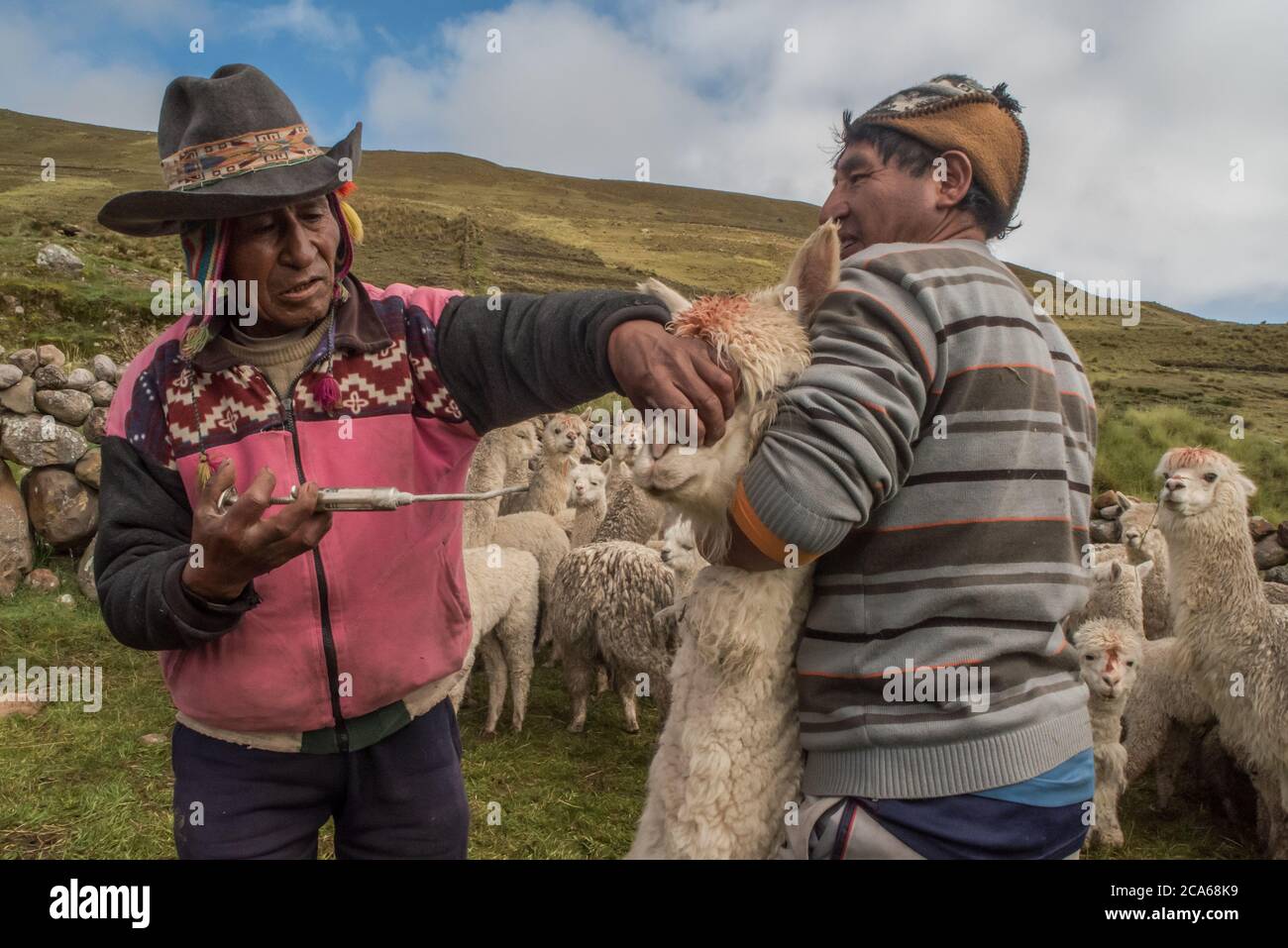 Gli uomini di Quechua nel Perù meridionale si occupano di una mandria di Alpaca, somministrando una dose orale di medicinale per mantenerli sani. Foto Stock