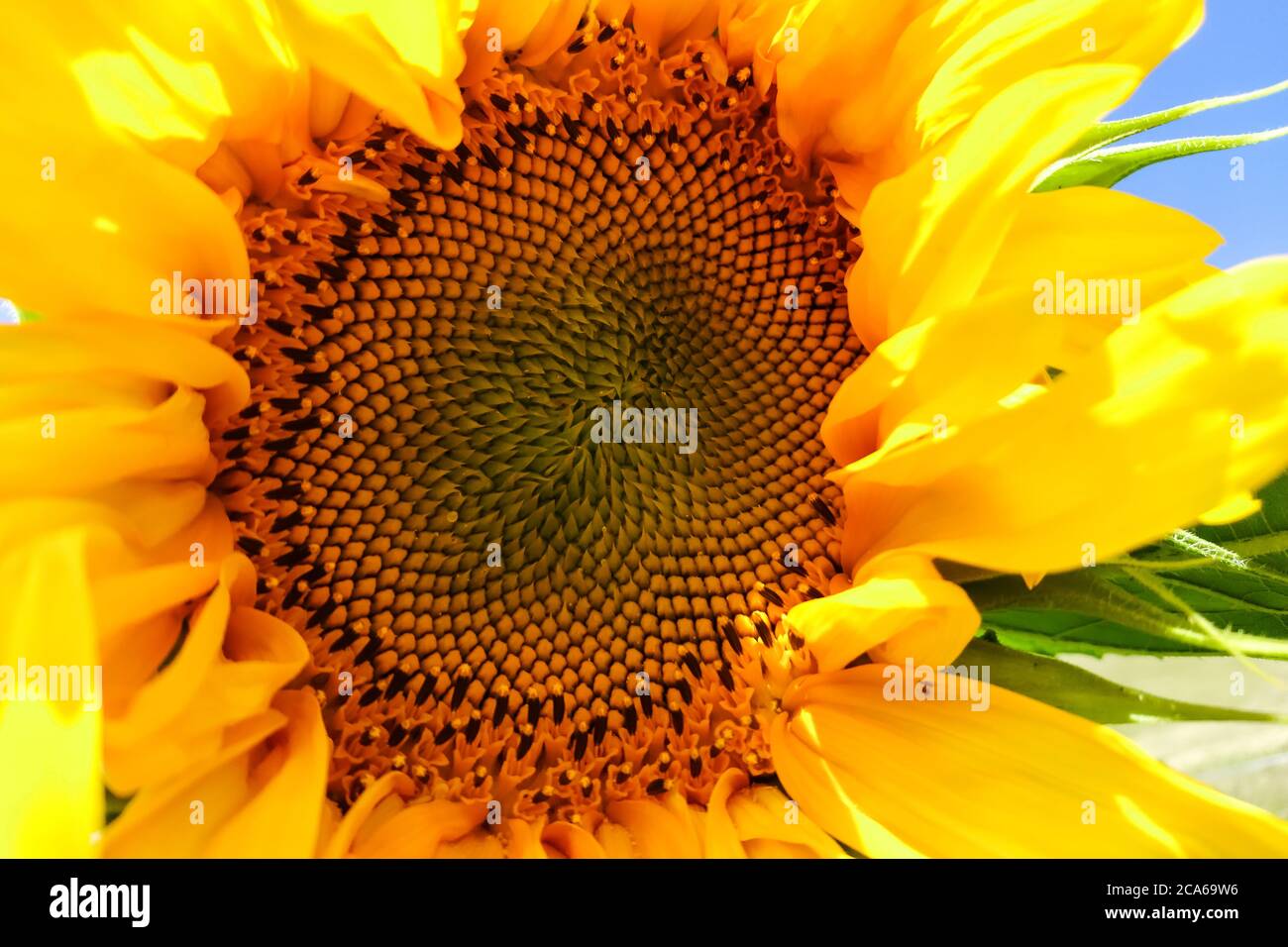 Primo piano di girasole. Helianthus annuus con petali gialli luminosi nel giorno d'estate Foto Stock