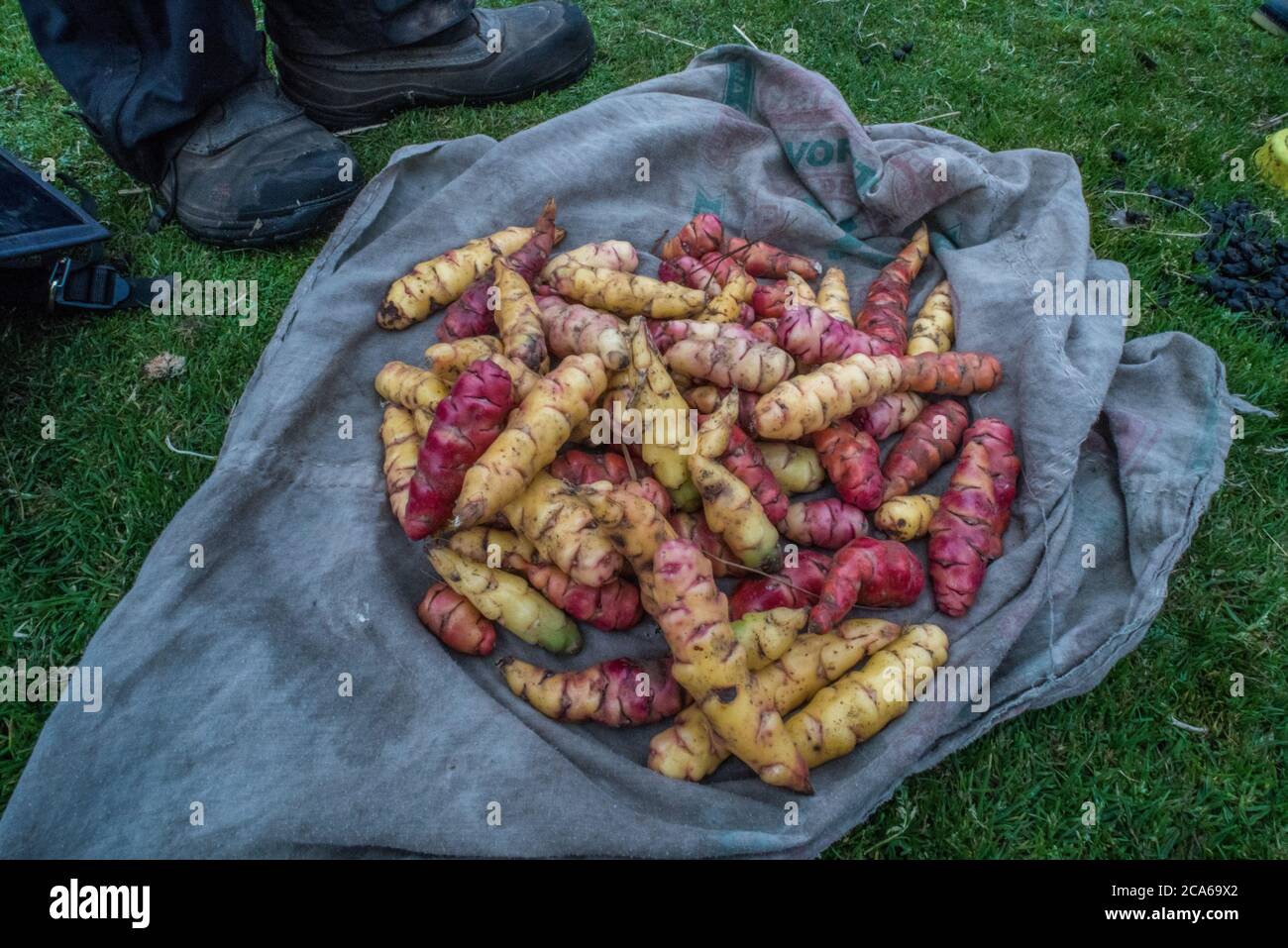 L'oca fresca, un tipo di pianta vegetale, dopo essere stata raccolta nelle Ande peruviane. Oca è cresciuto qui fin dai tempi pre-incan. Foto Stock