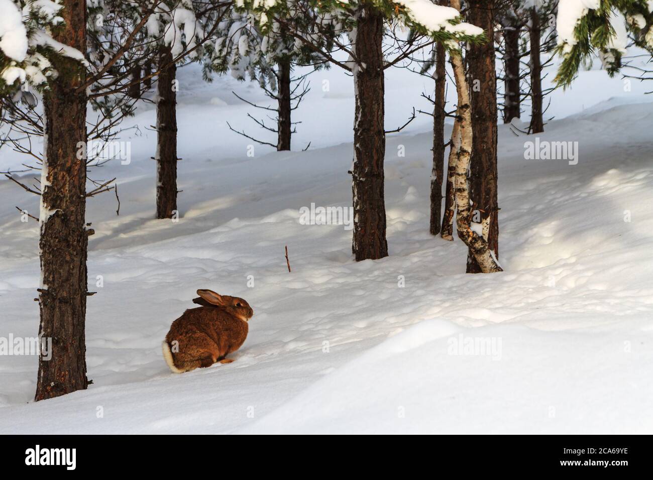 Coniglietto marrone nella foresta innevata in una giornata invernale Foto Stock