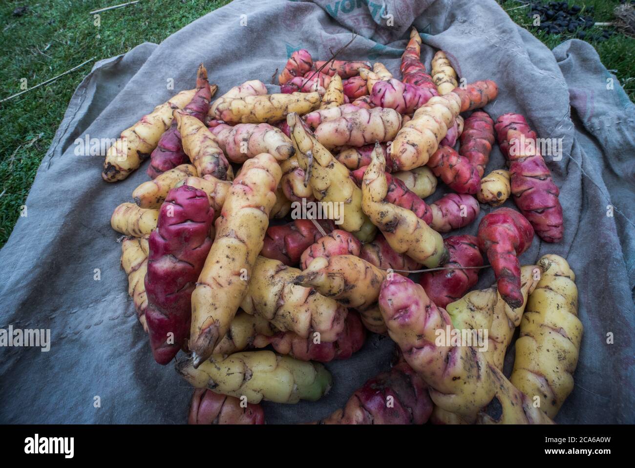 L'oca fresca, un tipo di pianta vegetale, dopo essere stata raccolta nelle Ande peruviane. Oca è cresciuto qui fin dai tempi pre-incan. Foto Stock