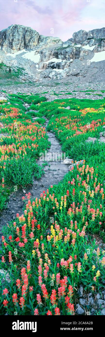 Vista del prato di fiori di pennello indiano in fondo alla montagna, South Fork Cascade Canyon, Grand Teton National Park, Wyoming, Stati Uniti Foto Stock