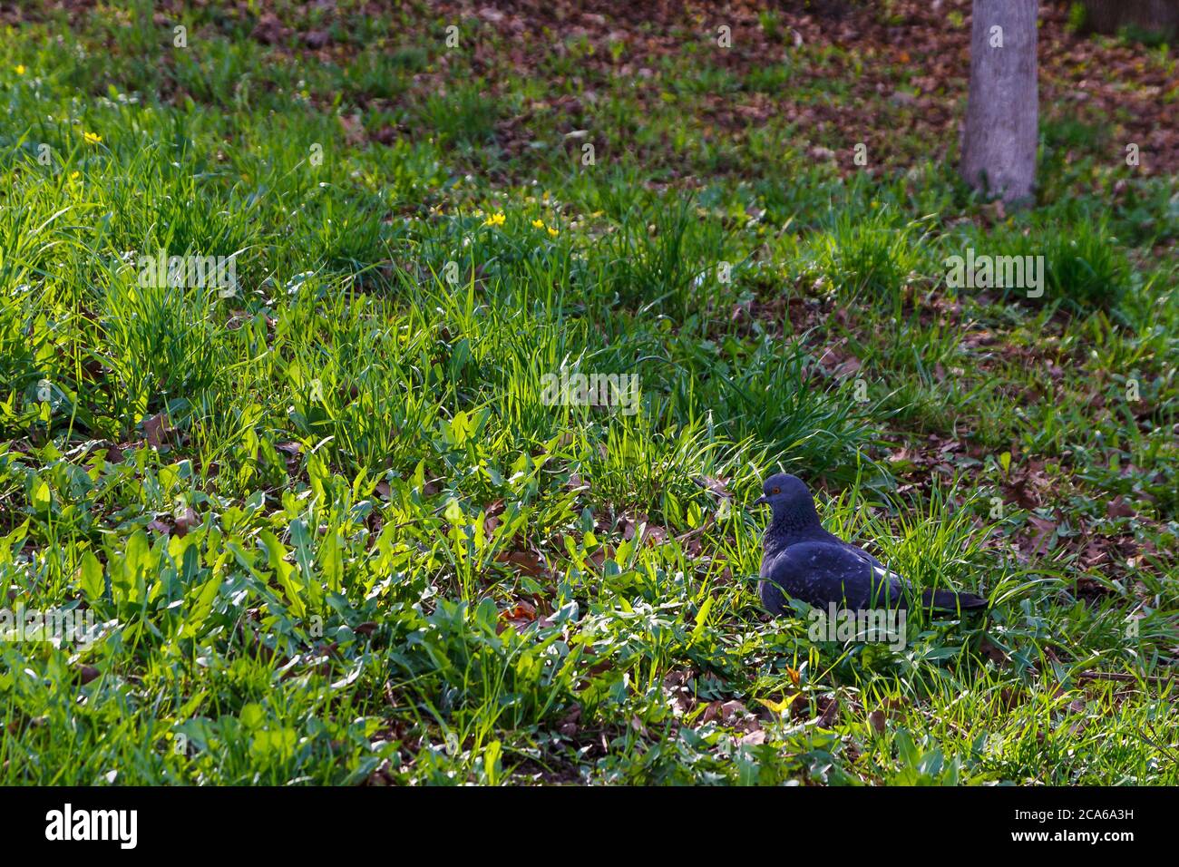 Colomba su erba verde nel parco cittadino Foto Stock