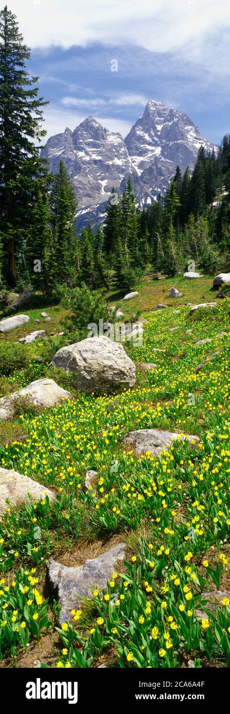 Grand Teton e Mt. Owen, North Fork Cascade Canyon, Grand Teton National Park, Wyoming, Stati Uniti Foto Stock