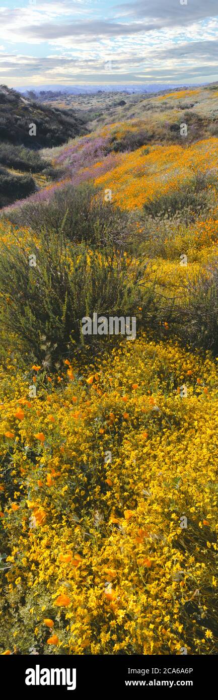 Fiori selvatici gialli, montagne Temescal tra il lago Elsinore e Perris, Riverside County, California, Stati Uniti Foto Stock