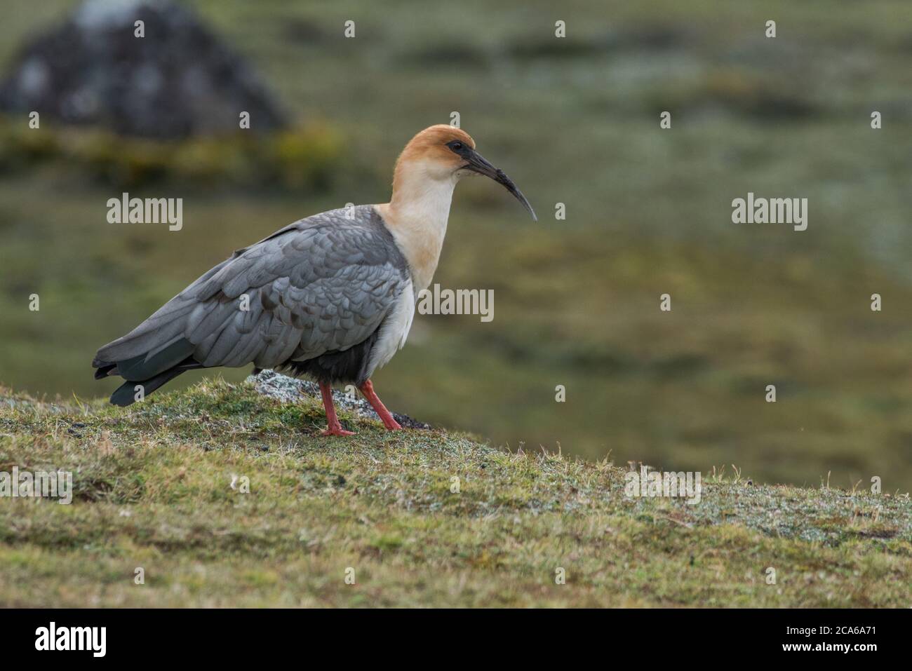 L'ibis andino (Theristicus) un uccello insolito dall'alto nelle Ande, nel sud del Perù. Foto Stock