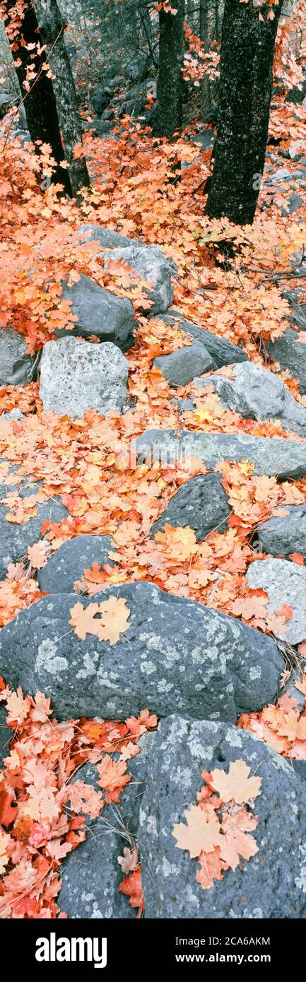 Foglie di acero caduto nella foresta in autunno, Cave Creek Campground area, Oak Creek Canyon, Arizona, Stati Uniti Foto Stock