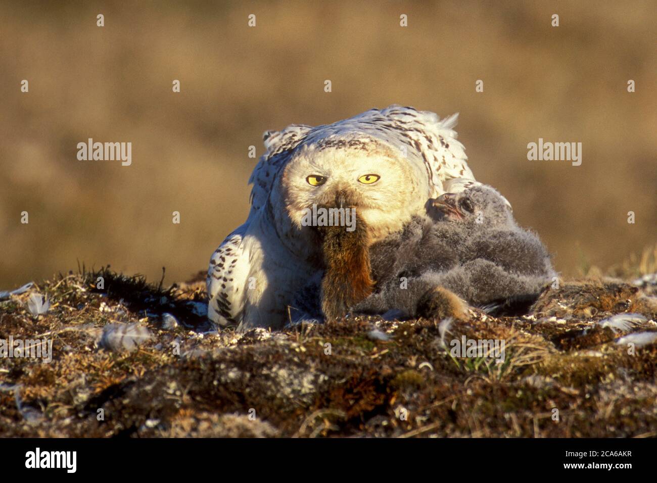 Nord America; Stati Uniti; Alaska; North Slope; Primavera; Fauna; Uccelli; uccello della preda; Nesting; gufo innevato; Nyctea scandiaca; due nestlings. Alimentazione Foto Stock