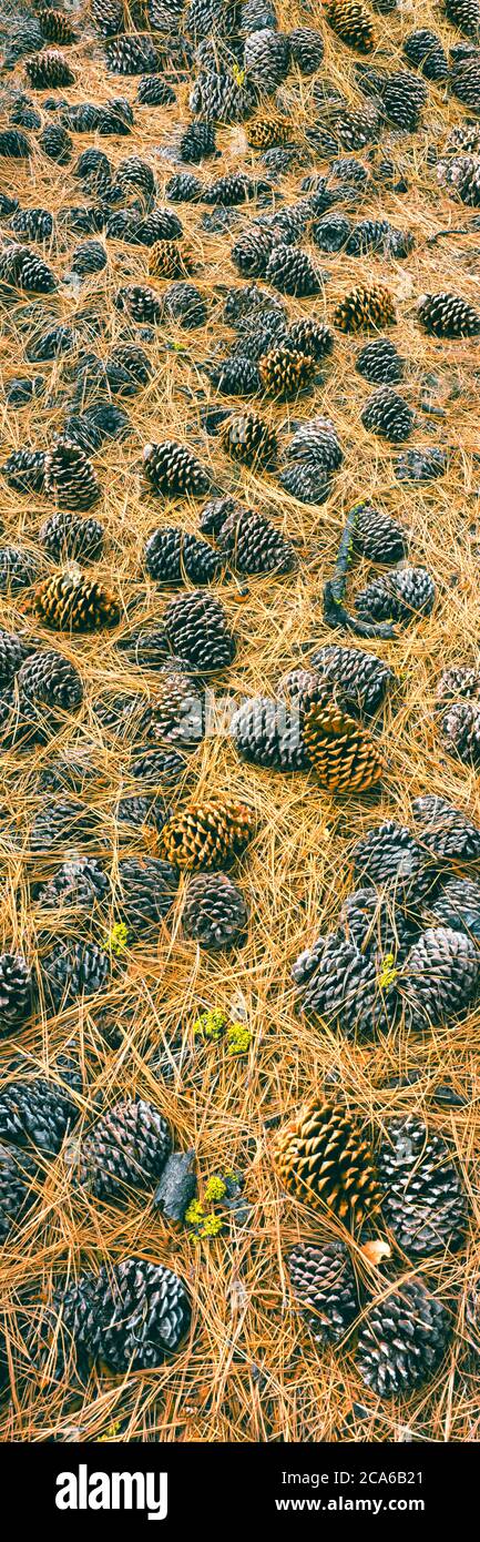 Coni di pino sul pavimento della foresta, campo Alto Campground, Los Padres National Forest, California, USA Foto Stock