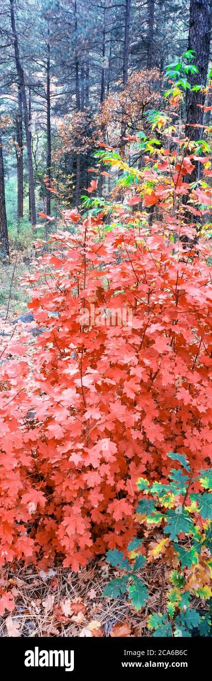 Foglie di acero rosso nella foresta, area del Campground di Cave Creek, Oak Creek Canyon, Arizona, USA Foto Stock
