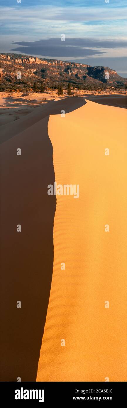 Dune di sabbia nel deserto, Coral Pink Sand Dunes state Park, Utah, USA Foto Stock