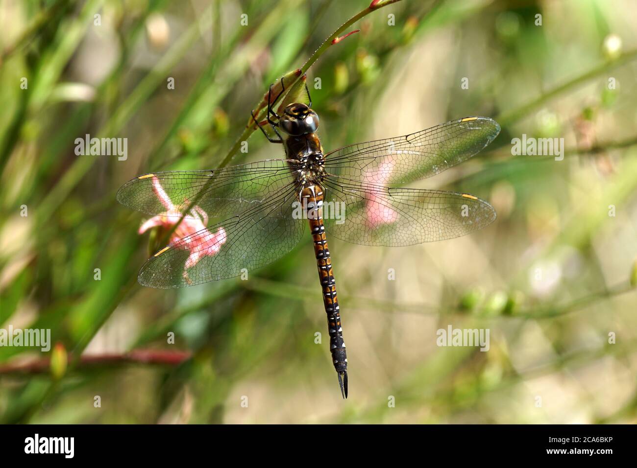 Falco migrante (Aeshna mixta) famiglia aeshnids, falkers, o darners (Aeshnidae). Riposando sul gambo di una pianta (Gaura) in giardino olandese. Estate, Foto Stock