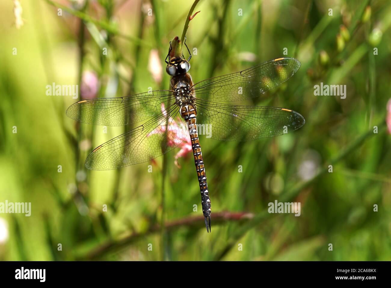 Falco migrante (Aeshna mixta) famiglia aeshnids, falkers, o darners (Aeshnidae). Riposando sul gambo di una pianta (Gaura) in giardino olandese. Estate, Foto Stock