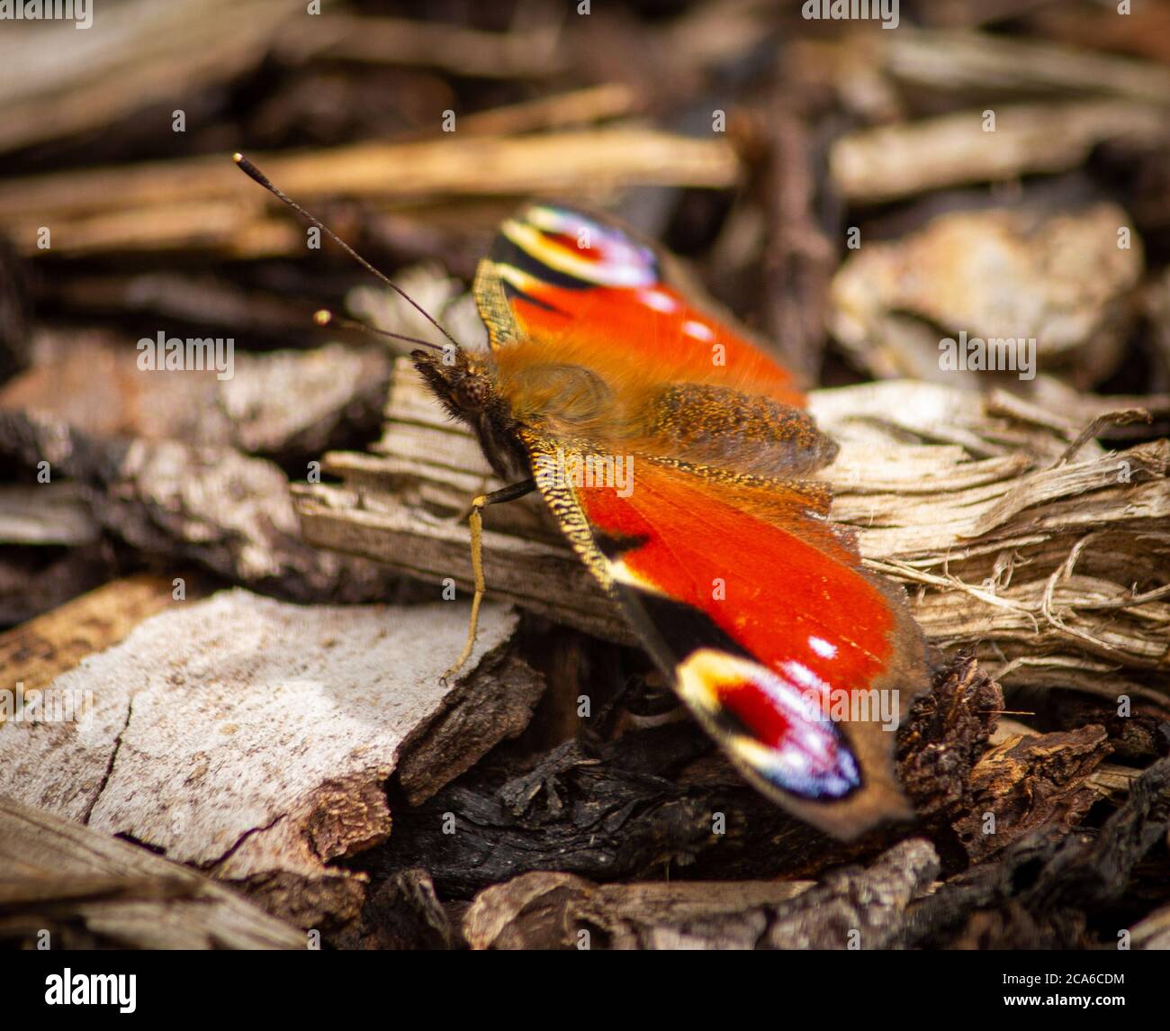 Peacock Butterfly riposo Foto Stock