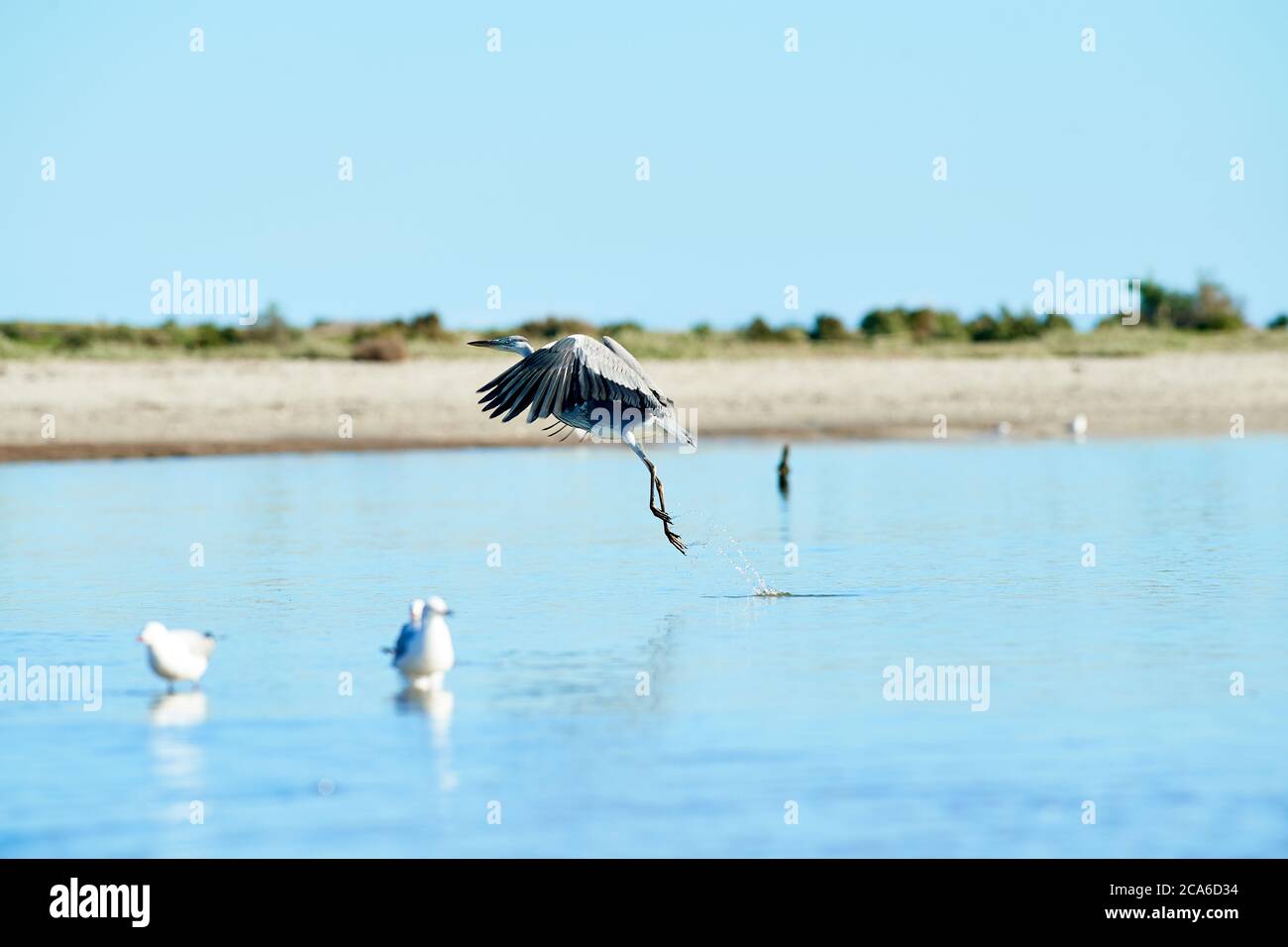 Gray Heron decollo nel fiume Lower Berg, Velddddriff, capo occidentale Foto Stock