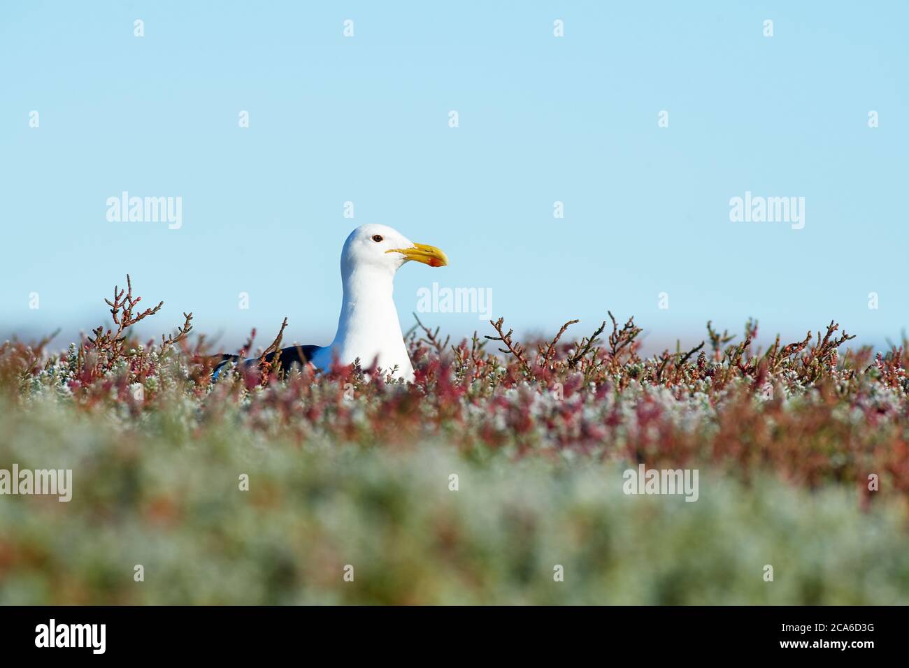 Kelp Gull, Veldddriff, Capo Occidentale Foto Stock